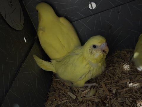 Jumbo muhabbet yavrular konuşturmalık