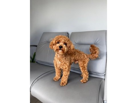 Köpeğimize eş arıyoruz