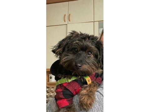 Sevimli ve zeki maltipoo