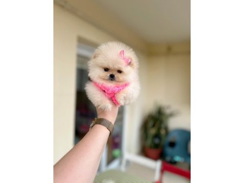 Mikro boy pomeranian prenses