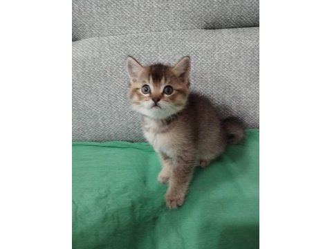 Uyguna british shorthair sahiplendirme