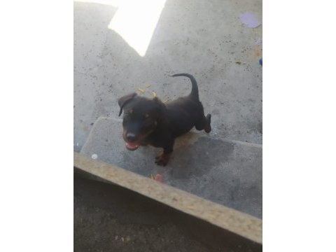Orijinal çiftliğinden macar rottweiler köpekleri