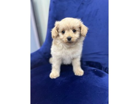 Erkek maltipoo yavrum