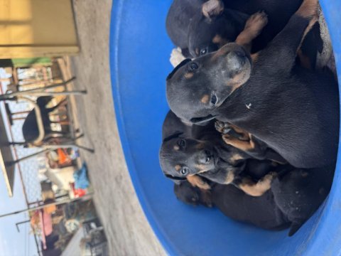 Safkan doberman köpeği yavrular