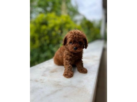 Petmode köpek çiftliğinde ziyarete açık toy poodle