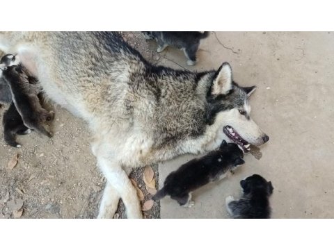 Anne altından safkan husky yavruları