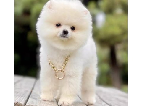 Pomeranian boo yavrusu