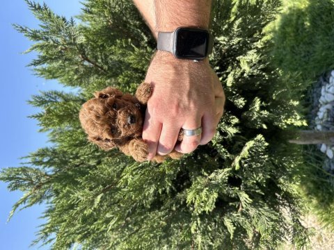Gerçek toy poodle yavrular