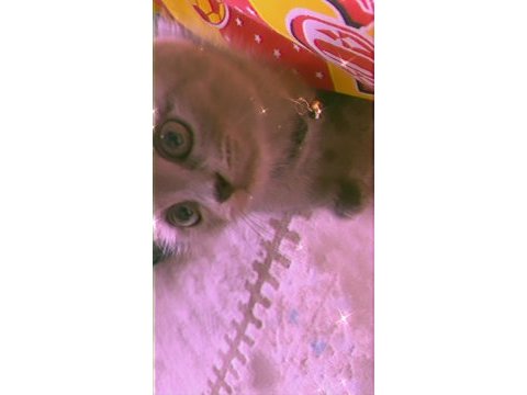 2 aylık aşısı tam british shorthair