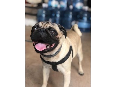 Erkek pug köpeği