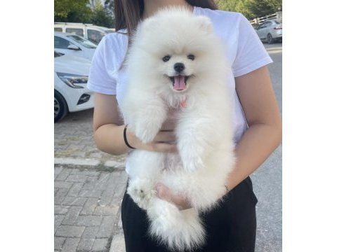 Teacup pomeranian