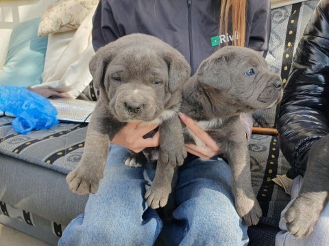 Orjinal a kalite cane corso