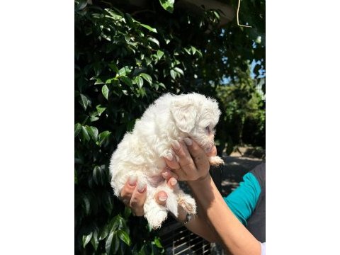Maltese terrier