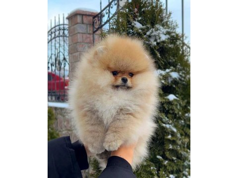 Mersin yavru pomeranian köpeğimiz