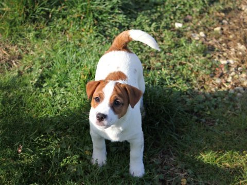 Fcı-kıf uluslararası şecereli jack russell yavrular (smooth)