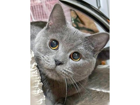 British shorthair cinsi kedimi sahiplendirmek istiyorum