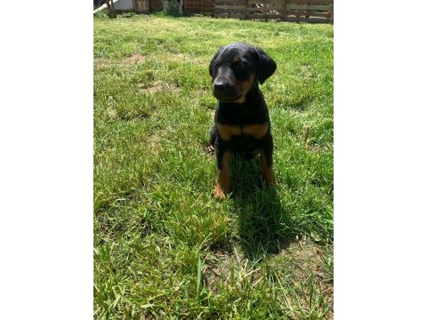 A kalite heykel gibi doberman yavrular