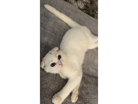 Gayet sağlıklı ve oyuncu scottish fold