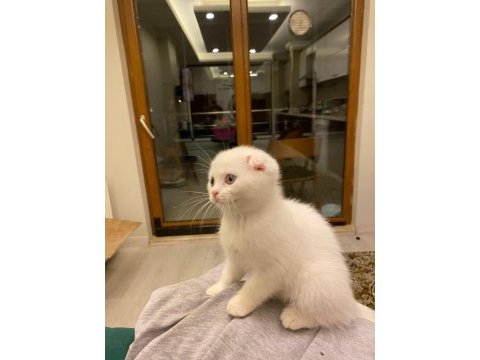 Koca kafa gerçek british shorthair yavruları