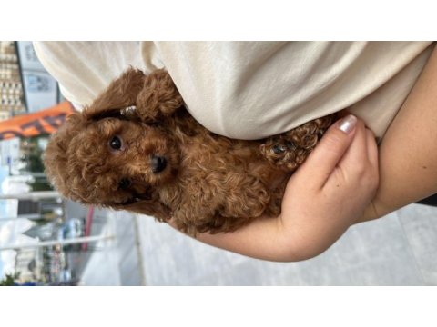 2 aylık toy poodle