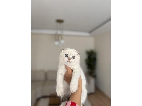 Scottısh fold sılver yavrularım 