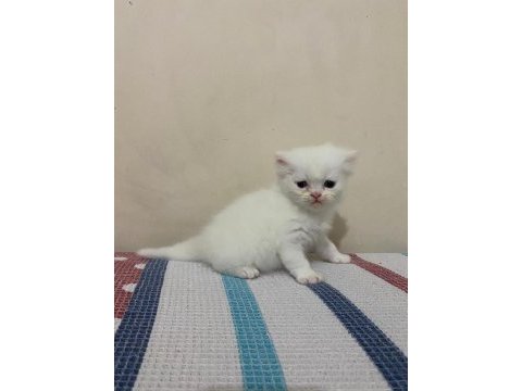Beyaz gold chinchilla yavrularımız
