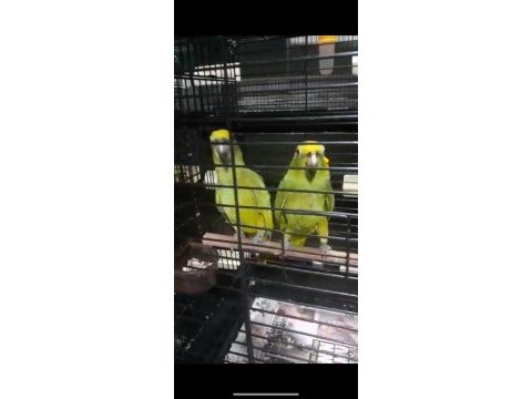 Sarı genç amazon papağanları faturalı çipli