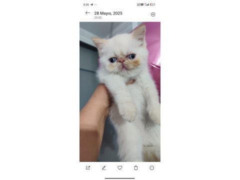 Exotic shorthair erkek