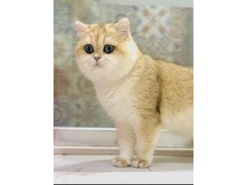 Şecereli british shorthair ny12
