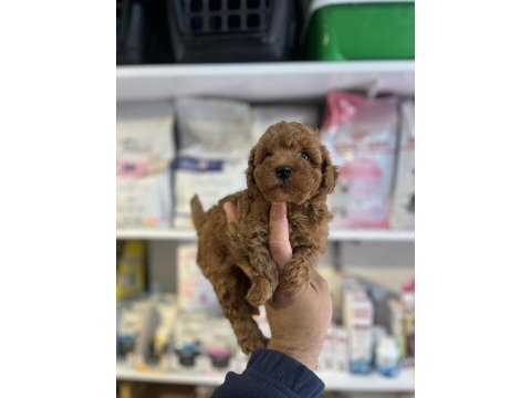 Orji̇nal red brown  kore poodle  yavrular