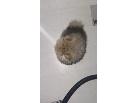 2.5 aylık erkek pomeranian köpeği
