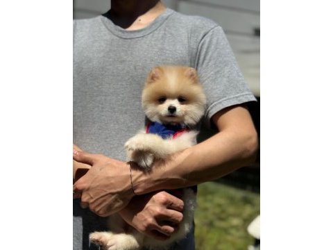 Yavru pomeranian boolarımız