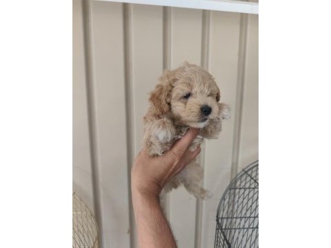 3 erkek kardeş maltipoo