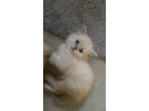 Yuva aranıyor chinchilla