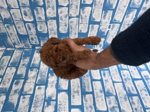 Toy poodle yavruları