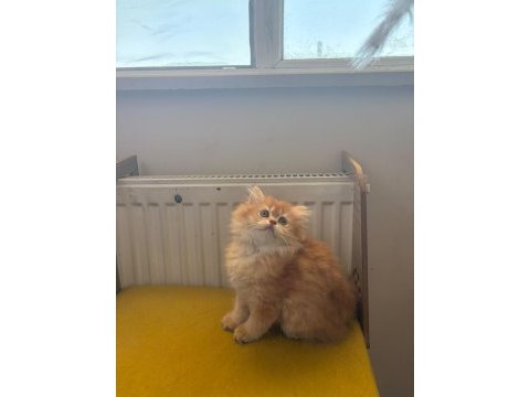 British longhair 2 aylık yavru