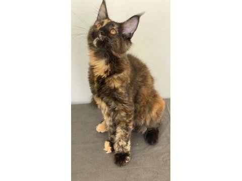 Maine coon dişi tortie caramel