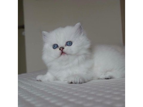 Mavi gözlü ve yeşil gözlü scottish fold yavrular