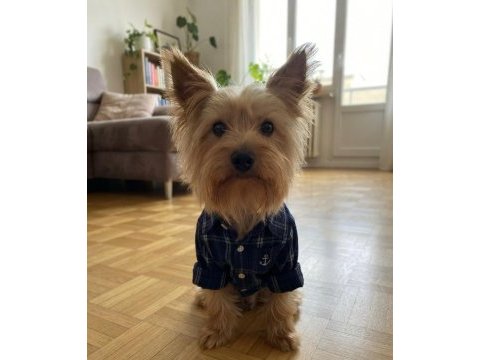 Wc eğitimli çok uyguna yorkshire terrier