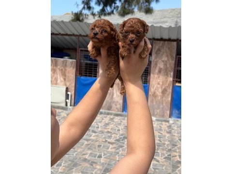 Kore red dark poodle bebışler
