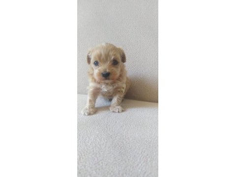 Maltipoo yavrular