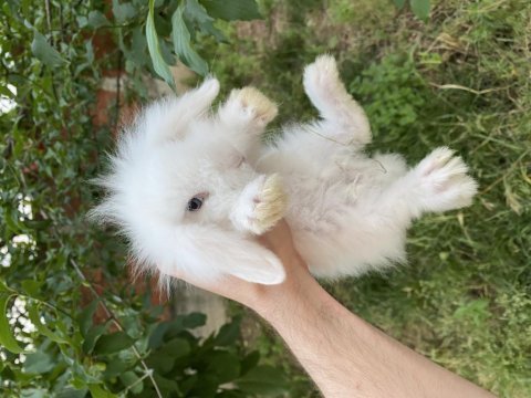 Hollanda lop ve hollanda mini lop tavşanlar