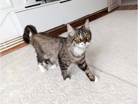 British longhair dişi kedim