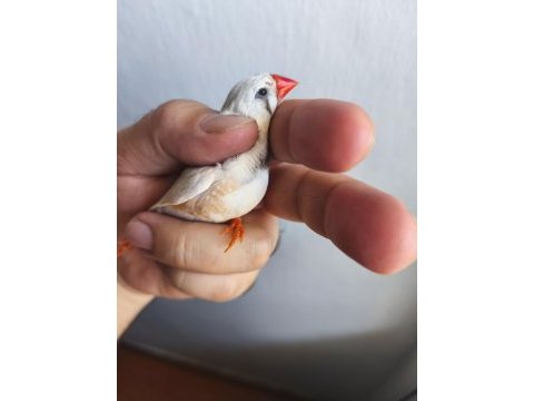 Erkek dişi yada eş bülbüller
