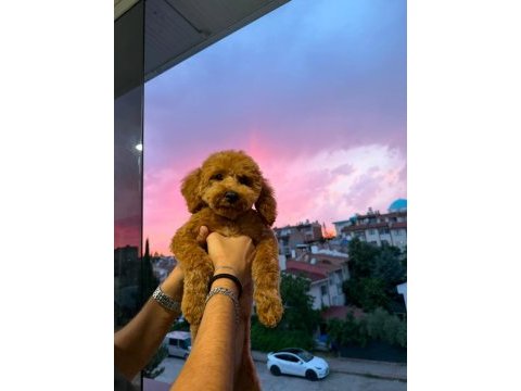 4 aylık erkek poodle pasaportlu
