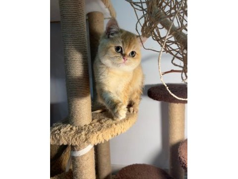 Mükemmel golden british shorthair yavrularım
