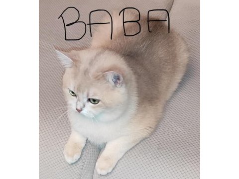 Golden british shorthair safkan
