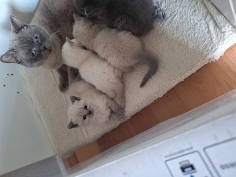 British shorthair bebeklerimiz