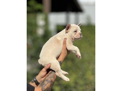Blue cream french bulldog bebek