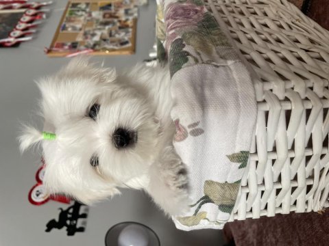 Maltese yavruları